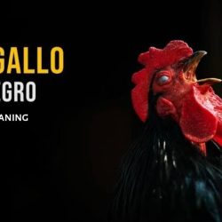 El Gallo Negro Meaning