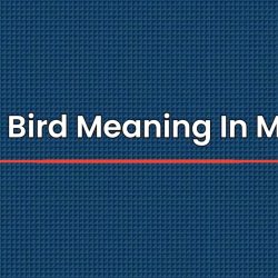 Bulbul Bird Meaning In Marathi