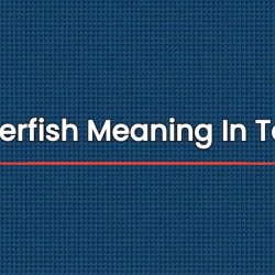 Butterfish Meaning In Tamil