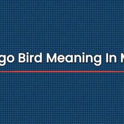 Flamingo Bird Meaning In Marathi