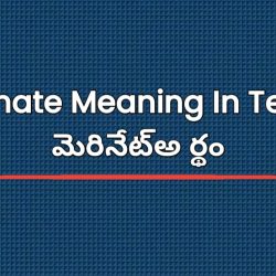 Marinate Meaning In Telugu