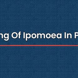 Meaning Of Ipomoea In Punjabi